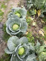 Λάχανο Ντόπιο Μαγνησίας Μαλακό - Image 3