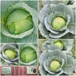 Λάχανο Ντόπιο Μαγνησίας Μαλακό