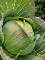 Λάχανο Χειμερινό Παραδοσιακό - Image 2