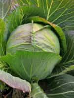 Λάχανο Χειμερινό Παραδοσιακό - Image 3