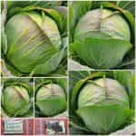 Λάχανο Χειμερινό Παραδοσιακό