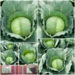 Λάχανο ''Earliest of All''