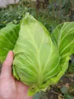 Λάχανο ''Oxheart - Cuor di Bue Grosso'' - Image 2