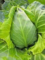 Λάχανο ''Oxheart - Cuor di Bue Grosso'' - Image 3