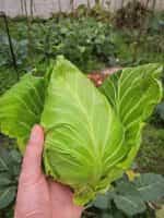 Λάχανο ''Oxheart - Cuor di Bue Grosso'' - Image 4