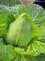 Λάχανο ''Oxheart - Cuor di Bue Grosso'' - Image 5