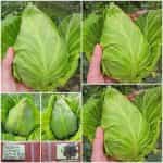 Λάχανο ''Oxheart - Cuor di Bue Grosso''