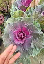 Λάχανο Πολύχρωμο Διακοσμητικό - Image 2