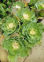 Λάχανο Πολύχρωμο Διακοσμητικό - Image 3