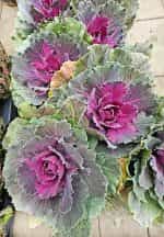 Λάχανο Πολύχρωμο Διακοσμητικό - Image 4