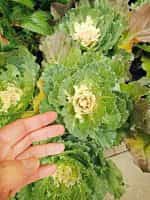 Λάχανο Πολύχρωμο Διακοσμητικό - Image 5