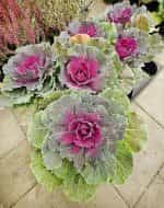 Λάχανο Πολύχρωμο Διακοσμητικό - Image 6