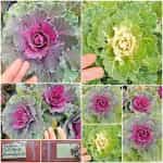 Λάχανο Πολύχρωμο Διακοσμητικό