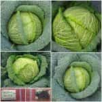 Λάχανο ''Savoy'' Παραδοσιακό