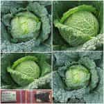 Λάχανο Σγουρό Μιλάνου Παραδοσιακό