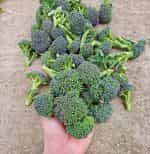 Μπροκολέτο - Βρούβα Πράσινη - Image 2