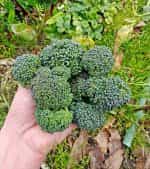 Μπροκολέτο - Βρούβα Πράσινη - Image 3