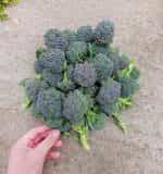 Μπροκολέτο - Βρούβα Πράσινη - Image 4