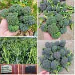 Μπροκολέτο - Βρούβα Πράσινη