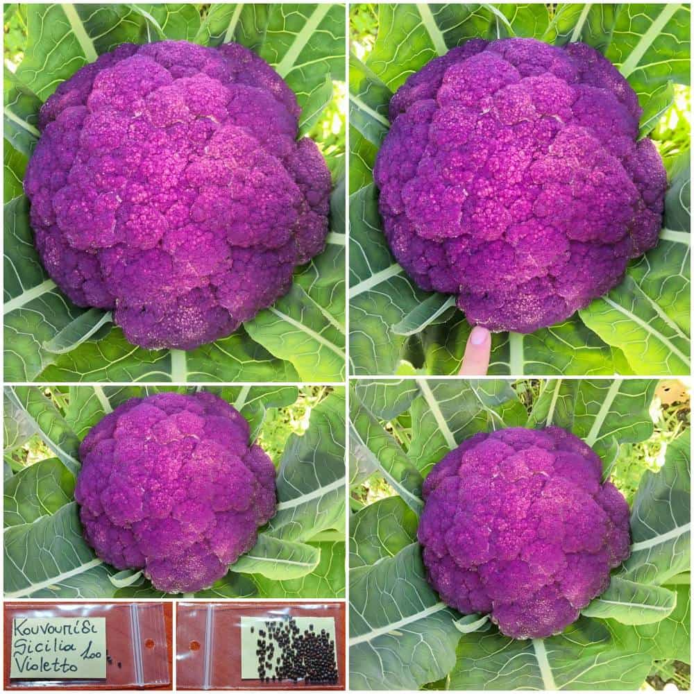 433a Κουνουπίδι ''Sicilia Violetto'' Μωβ Παραδοσιακό - Image 1