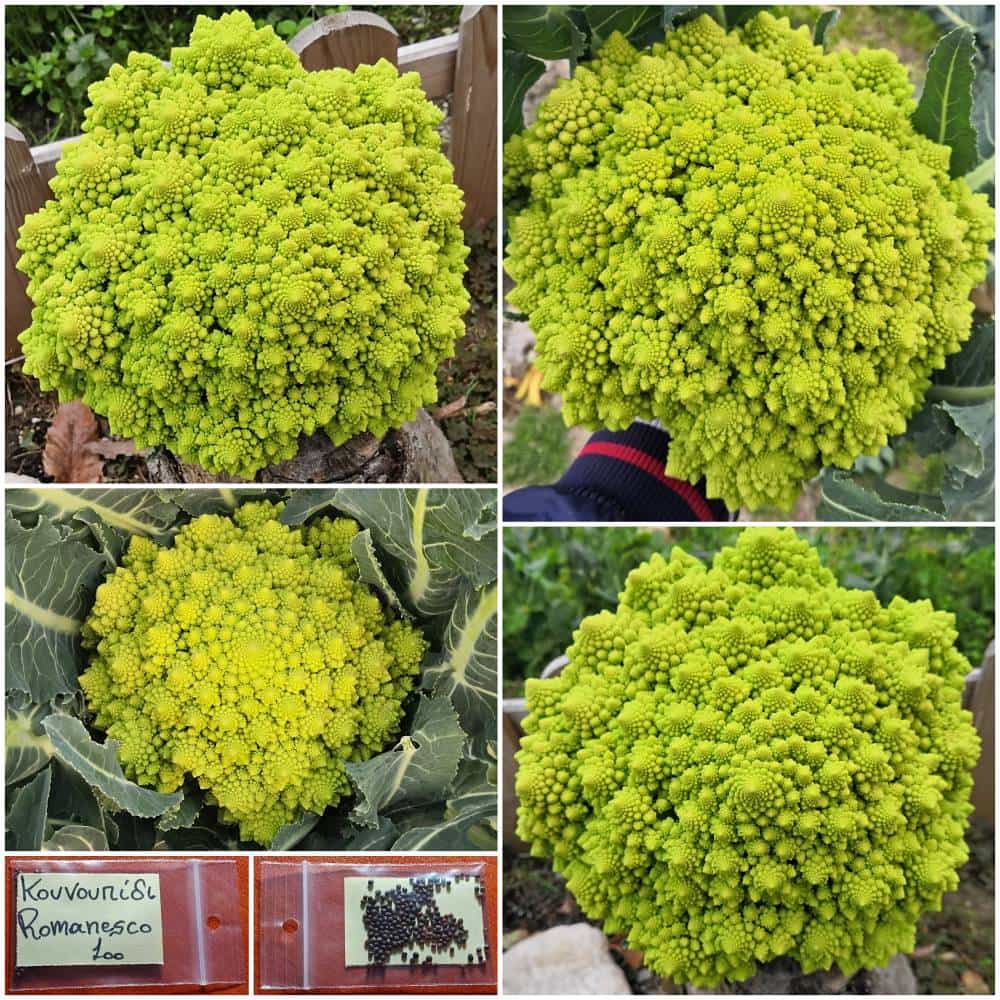 434a Κουνουπίδι ''Romanesco'' - Image 1