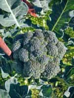 Μπρόκολο Καλαβρίας ''Calabrese'' - Image 2