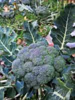 Μπρόκολο Καλαβρίας ''Calabrese'' - Image 3