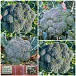 Μπρόκολο Καλαβρίας ''Calabrese''