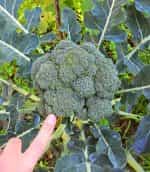 Μπρόκολο ''Sebastian'' - Image 2