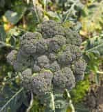 Μπρόκολο ''Sebastian'' - Image 3