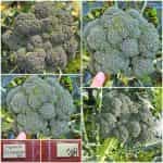 Μπρόκολο ''Sebastian''