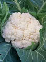 Κουνουπίδι ''Snowball'' - Image 2