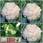 Κουνουπίδι ''Snowball''