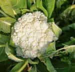 Κουνουπίδι ''Igloo'' - Image 3