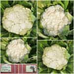 Κουνουπίδι ''Igloo''