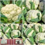 Κουνουπίδι ''Erfurt''