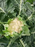 Κουνουπίδι ''Pionier'' - Image 2