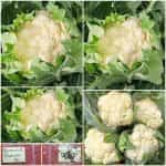 Κουνουπίδι ''Pionier''