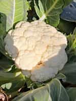 Κουνουπίδι Άσπρο Παραδοσιακό - Image 2