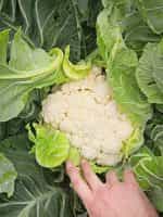 Κουνουπίδι Άσπρο Παραδοσιακό - Image 3