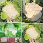 Κουνουπίδι Άσπρο Παραδοσιακό