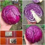 Λάχανο Μωβ Παραδοσιακό