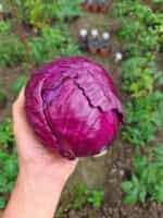 Λάχανο Μωβ Παραδοσιακό - Image 2