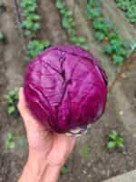 Λάχανο Μωβ Παραδοσιακό - Image 3