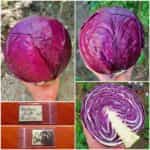 Λάχανο Μωβ ''Rufus''