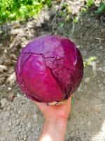 Λάχανο Μωβ ''Rufus'' - Image 2