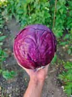 Λάχανο Μωβ ''Rufus'' - Image 3