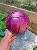 Λάχανο Μωβ ''Rufus'' - Image 4