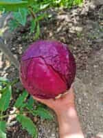 Λάχανο Μωβ ''Rufus'' - Image 5