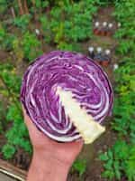 Λάχανο Μωβ ''Rufus'' - Image 6